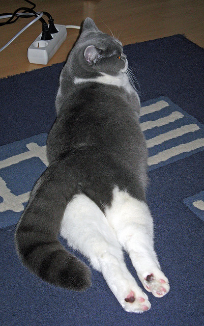 中国反曲弓男队在射箭世界杯韩国站获得团体银牌,反曲弓奥运会比赛规则