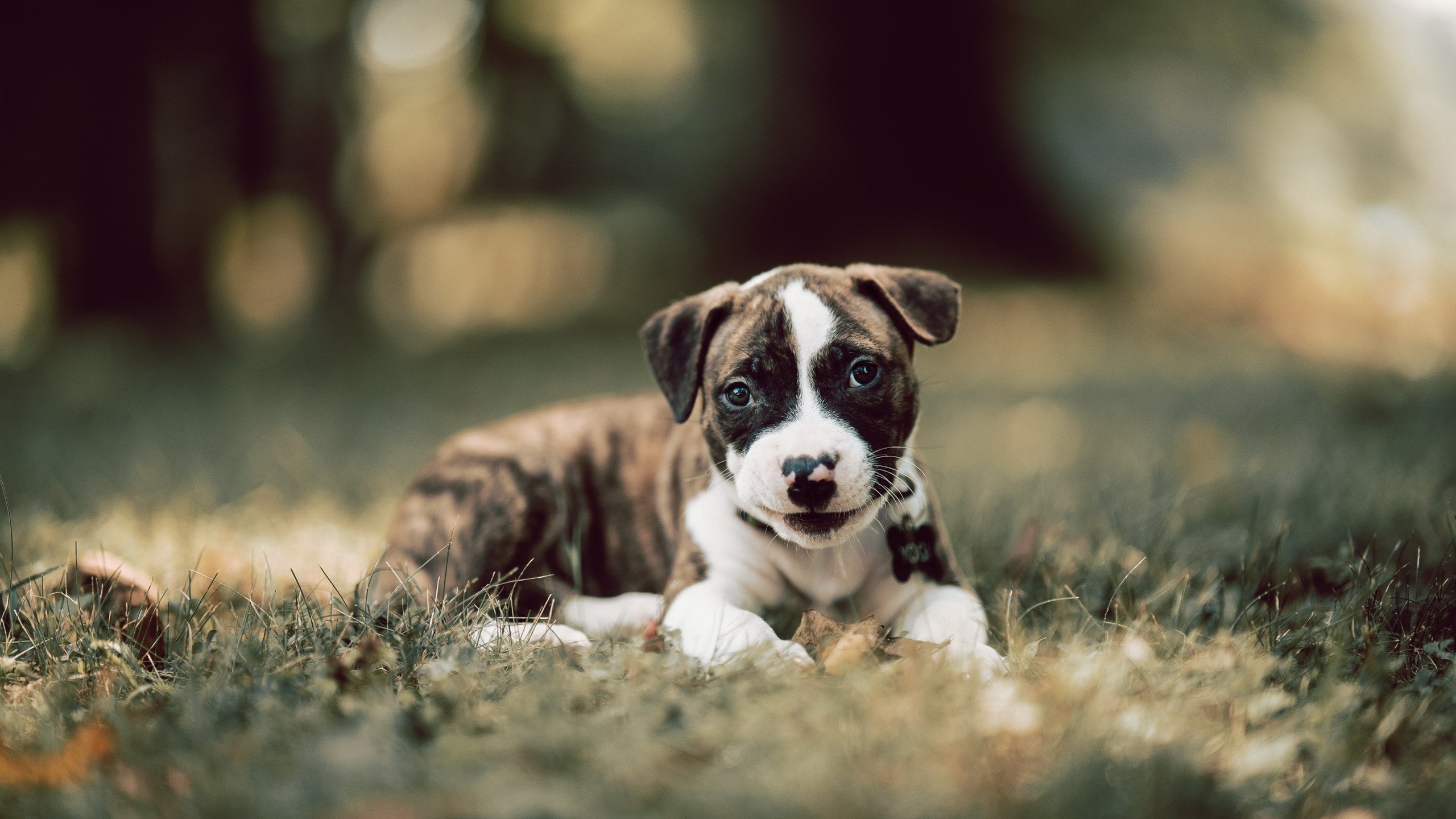 开云体育开云-库里：跨越“投篮极限”，定义NBA投射新纪元！，库里最新投篮训练